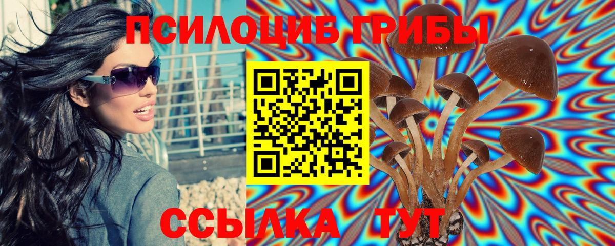 Галлюциногенные грибы Psilocybe Волоколамск